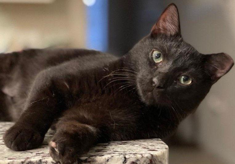 Ozzy, Adopted, Young Male Domestic Short Hair & Bombay.