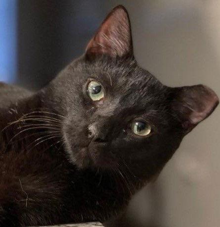 Ozzy, a Adopted mixed breed in Naples, FL image 2/2