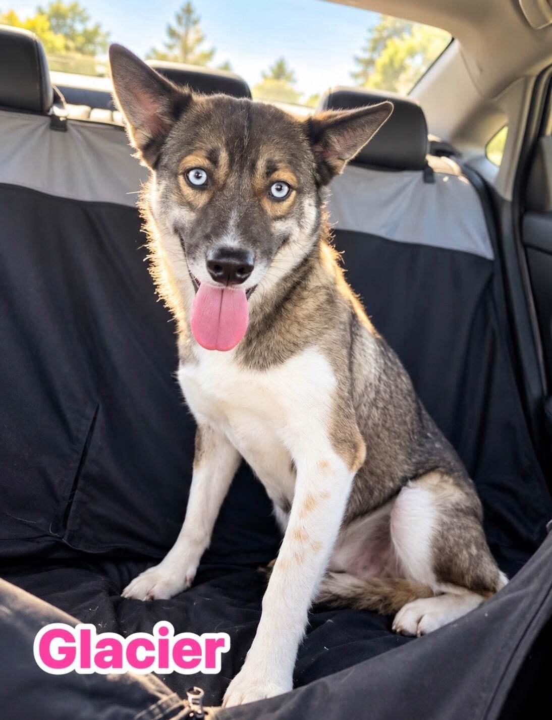 Enlarge Glacier, a Adoptable mixed breed in Cottonwood Heights, UT image 1/1