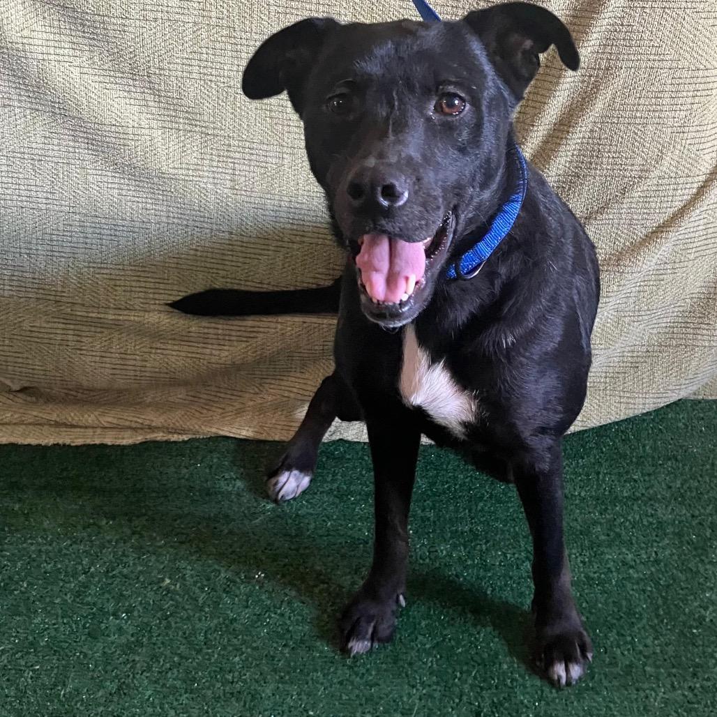 Enlarge Chad, a Adoptable Labrador Retriever in San Diego, CA image 1/3