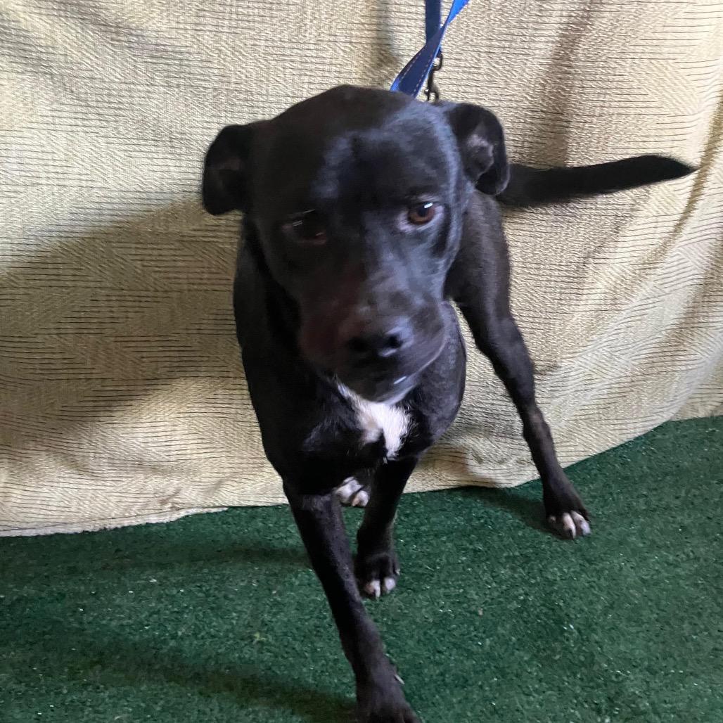 Enlarge Chad, a Adoptable Labrador Retriever in San Diego, CA image 2/3