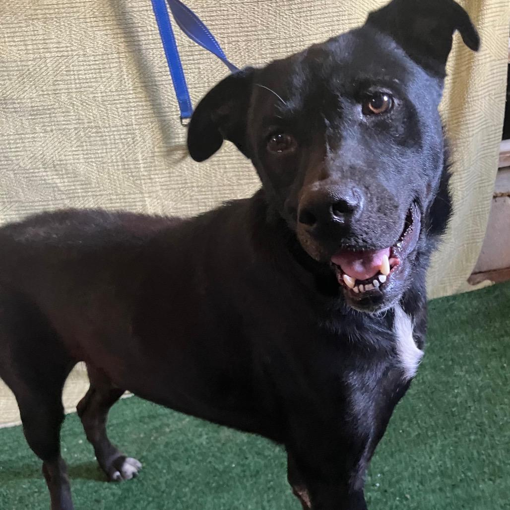 Enlarge Chad, a Adoptable Labrador Retriever in San Diego, CA image 3/3