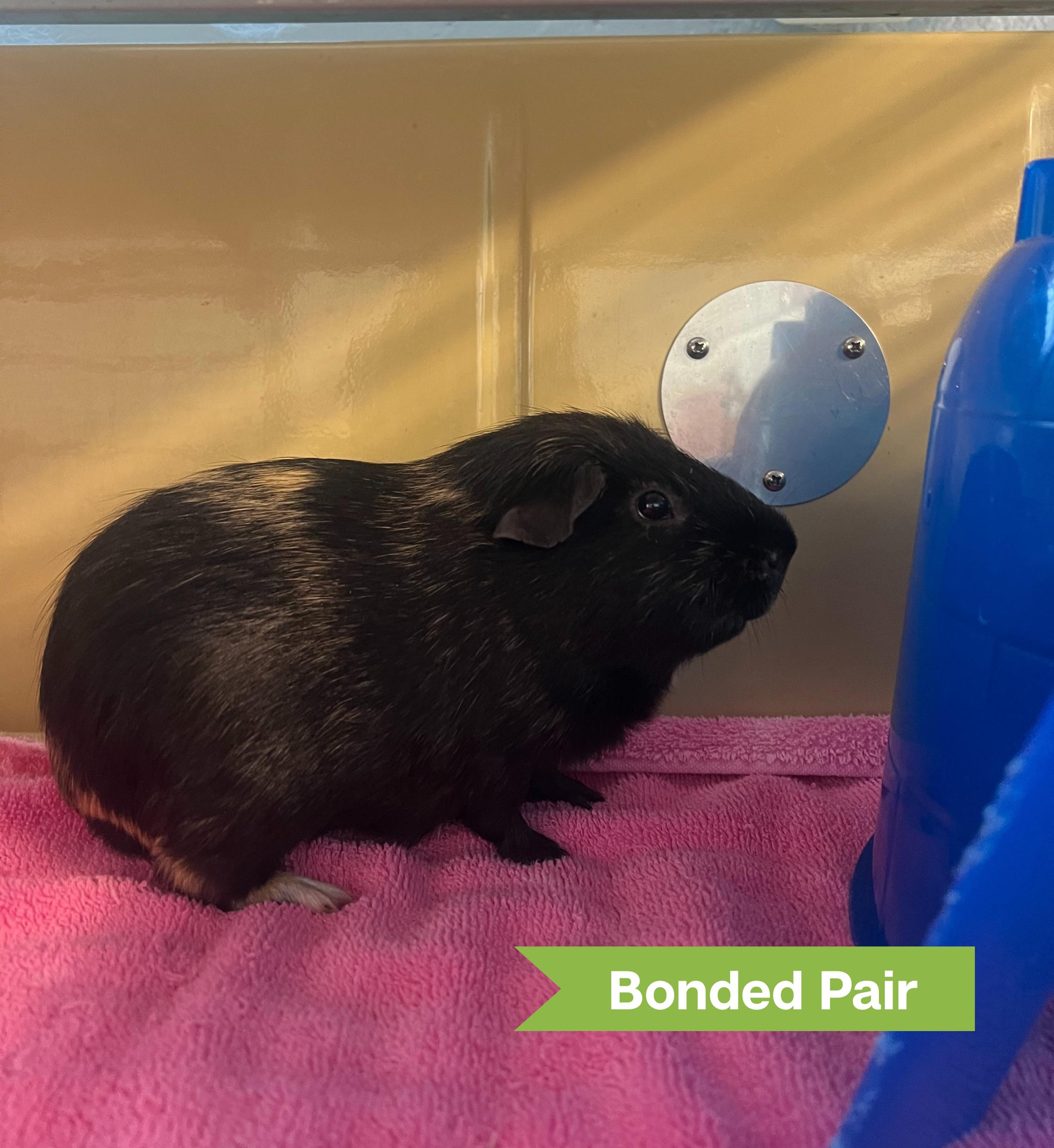 Biggie Bubba (bonded w/ Peanut)