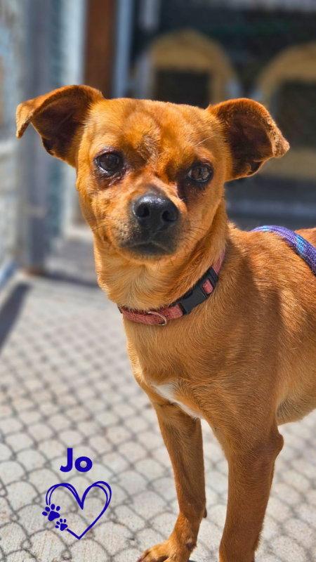 Jo, Adoptable, Adult Male Chihuahua.