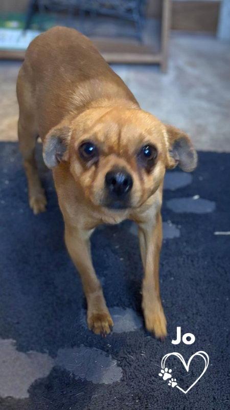 Enlarge Jo, a Adoptable Chihuahua in Monte Vista, CO image 2/3