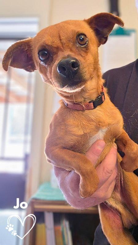 Enlarge Jo, a Adoptable Chihuahua in Monte Vista, CO image 3/3