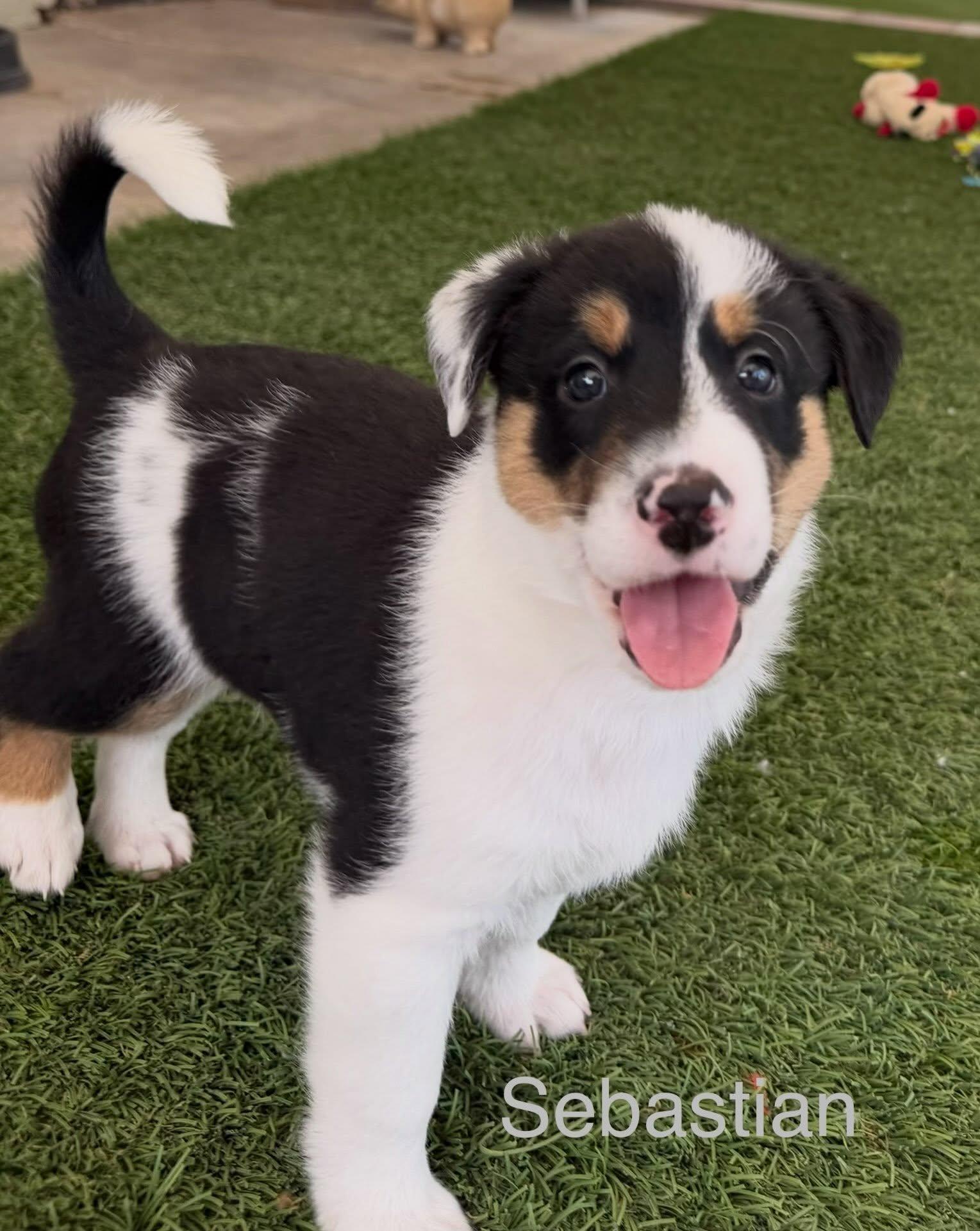 Sebastian, Adoptable, Puppy Male Jack Russell Terrier & Australian Shepherd.
