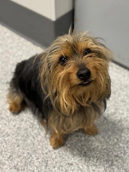 Enlarge Georgie (In Foster Home), a Adoptable mixed breed in Tinley Park, IL image 1/3