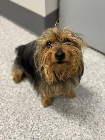 Enlarge Georgie (In Foster Home), a Adoptable mixed breed in Tinley Park, IL image 2/3