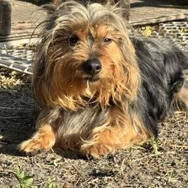 Enlarge Georgie (In Foster Home), a Adoptable mixed breed in Tinley Park, IL image 3/3