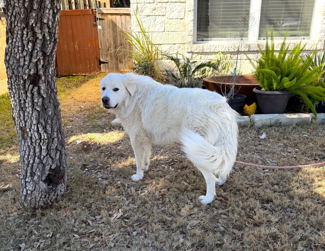 Winston SAT, a Adoptable Great Pyrenees in Quinlan, TX image 1/6