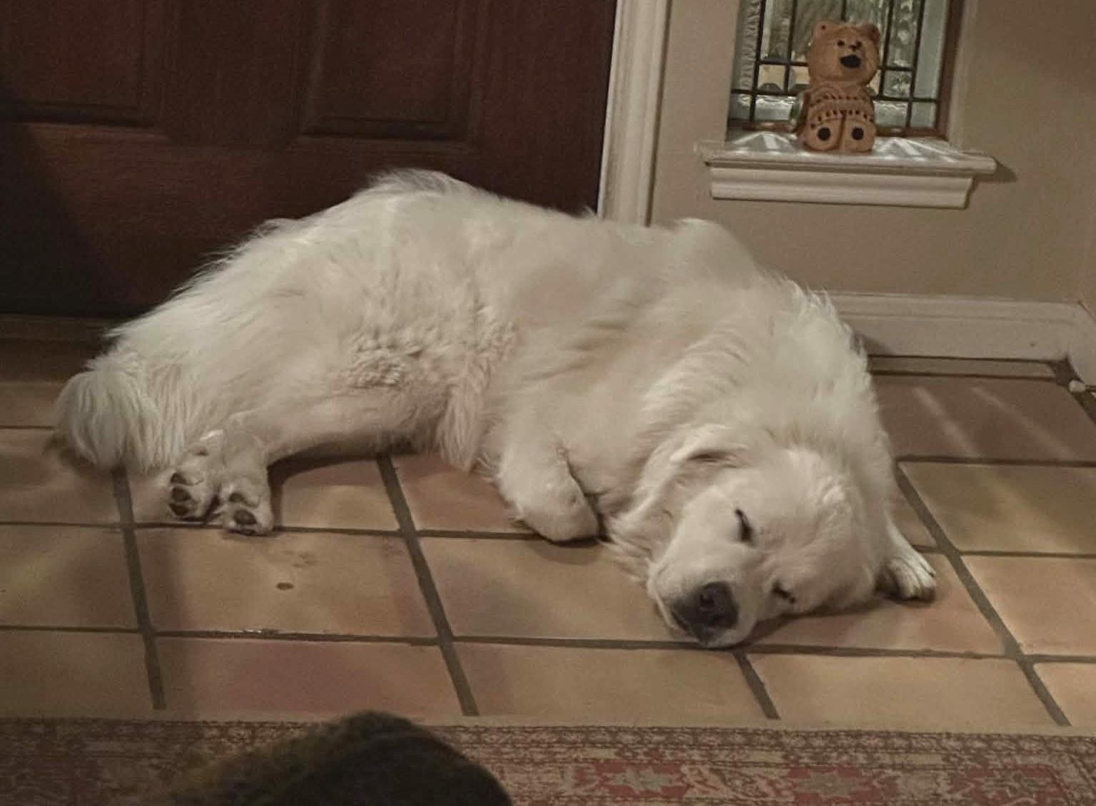 Winston SAT, a Adoptable Great Pyrenees in Quinlan, TX image 2/6