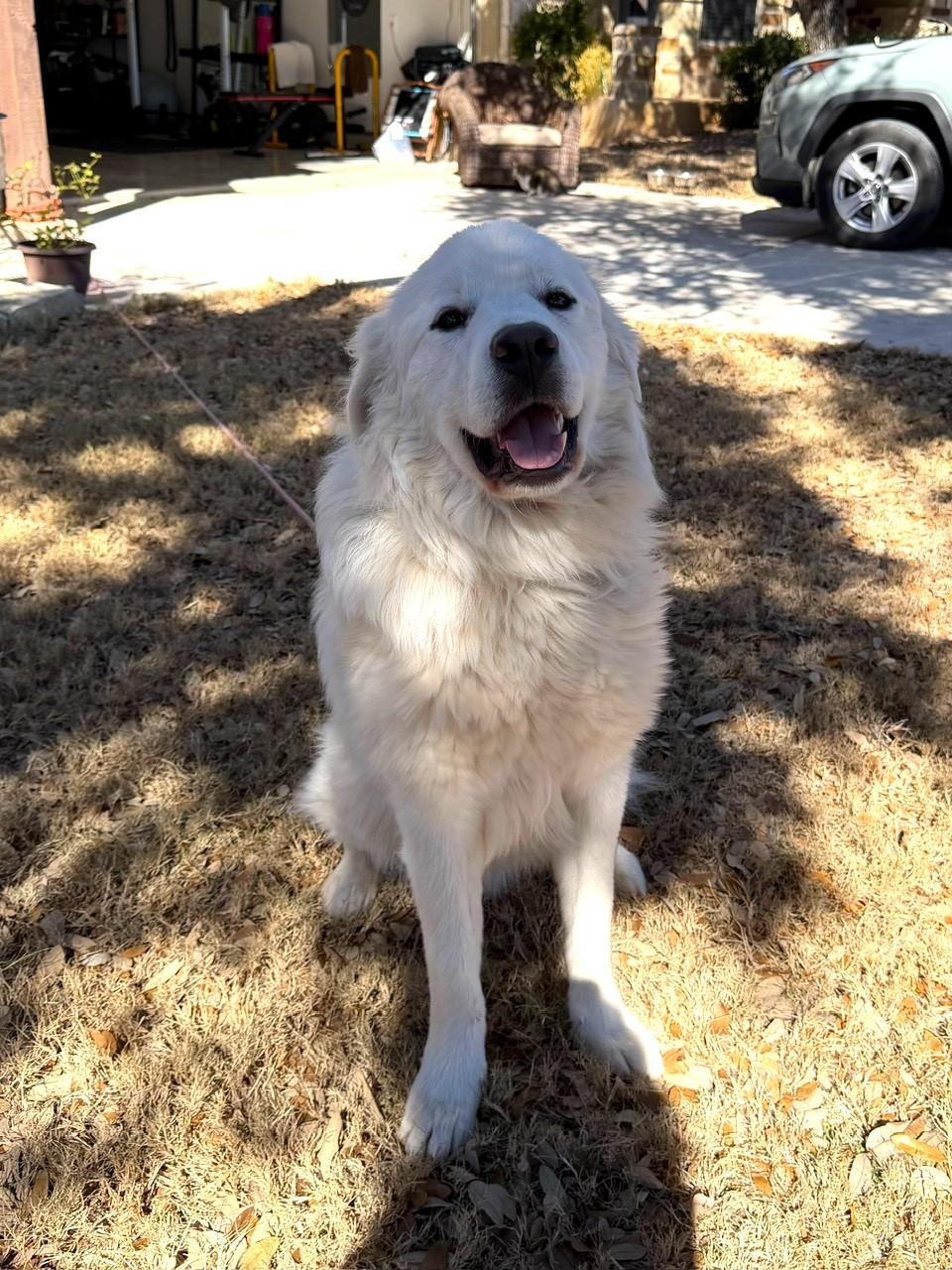 Winston SAT, a Adoptable Great Pyrenees in Quinlan, TX image 3/6