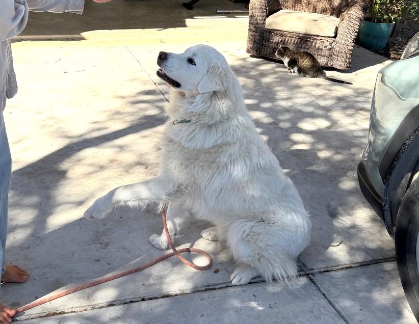 Winston SAT, a Adoptable Great Pyrenees in Quinlan, TX image 4/6