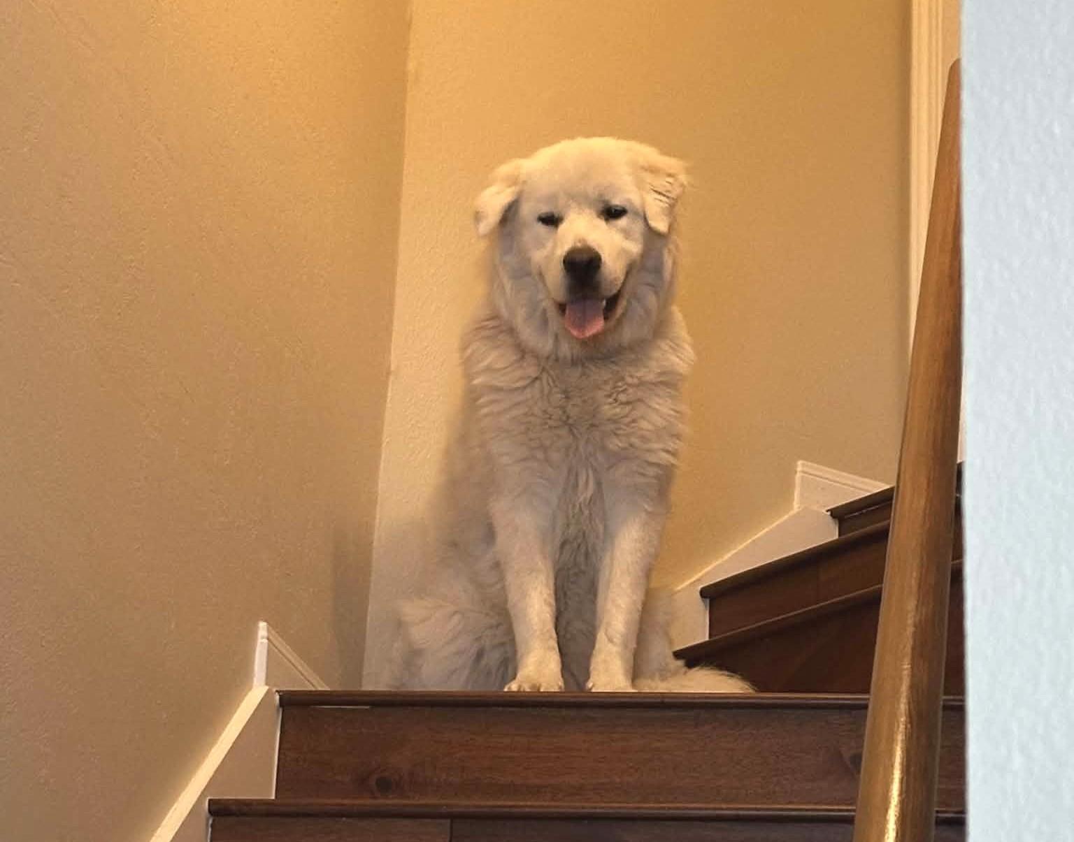Winston SAT, a Adoptable Great Pyrenees in Quinlan, TX image 5/6