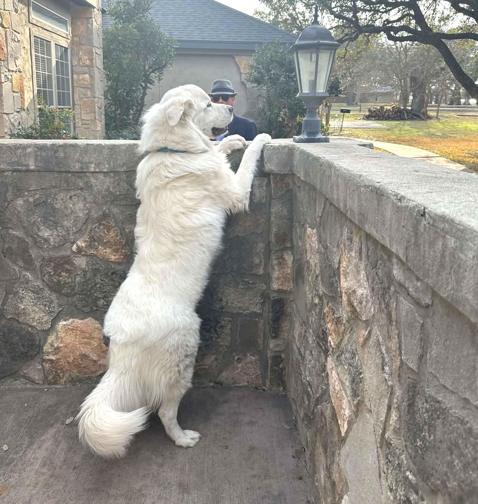 Winston SAT, a Adoptable Great Pyrenees in Quinlan, TX image 6/6