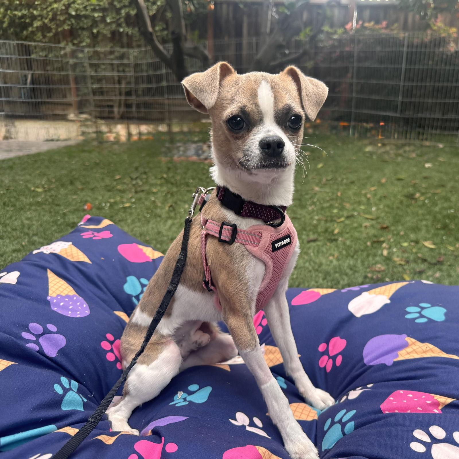 Enlarge Finley, a Adoptable mixed breed in Santa Clara, CA image 1/3