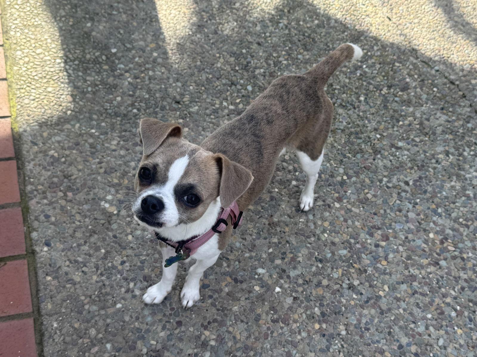 Enlarge Finley, a Adoptable mixed breed in Santa Clara, CA image 2/3