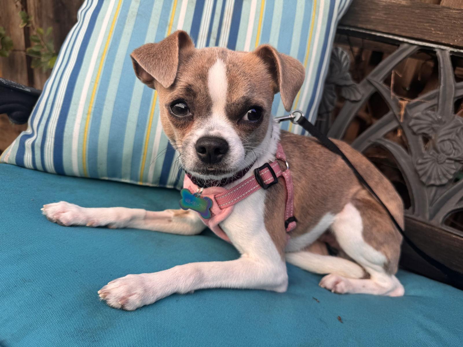 Enlarge Finley, a Adoptable mixed breed in Santa Clara, CA image 3/3