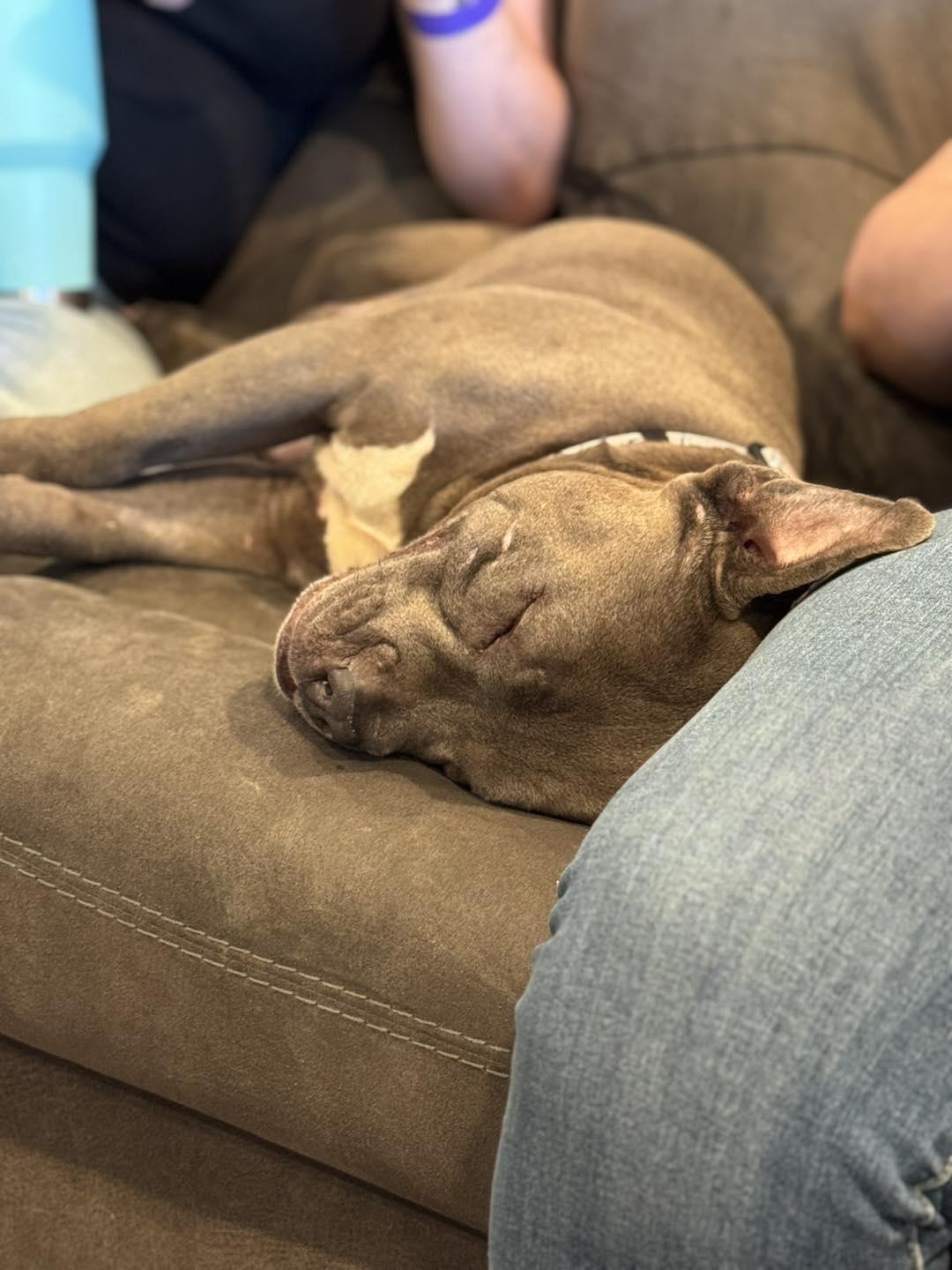 Enlarge Reba, a Adopted mixed breed in Vacaville, CA image 1/3