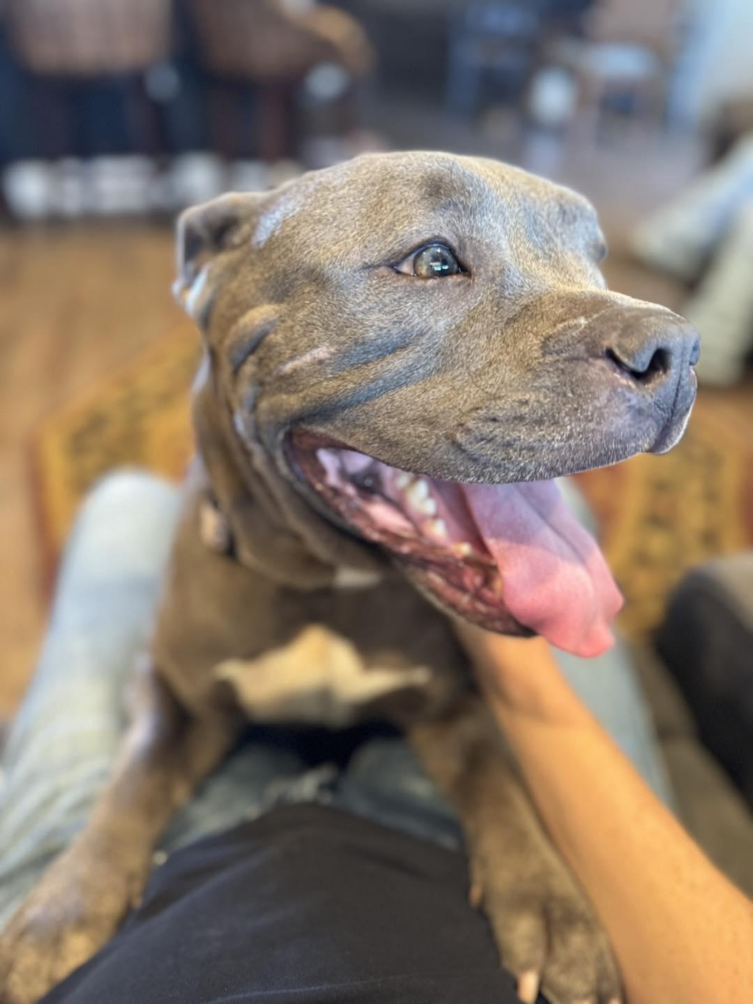 Enlarge Reba, a Adopted mixed breed in Vacaville, CA image 2/3