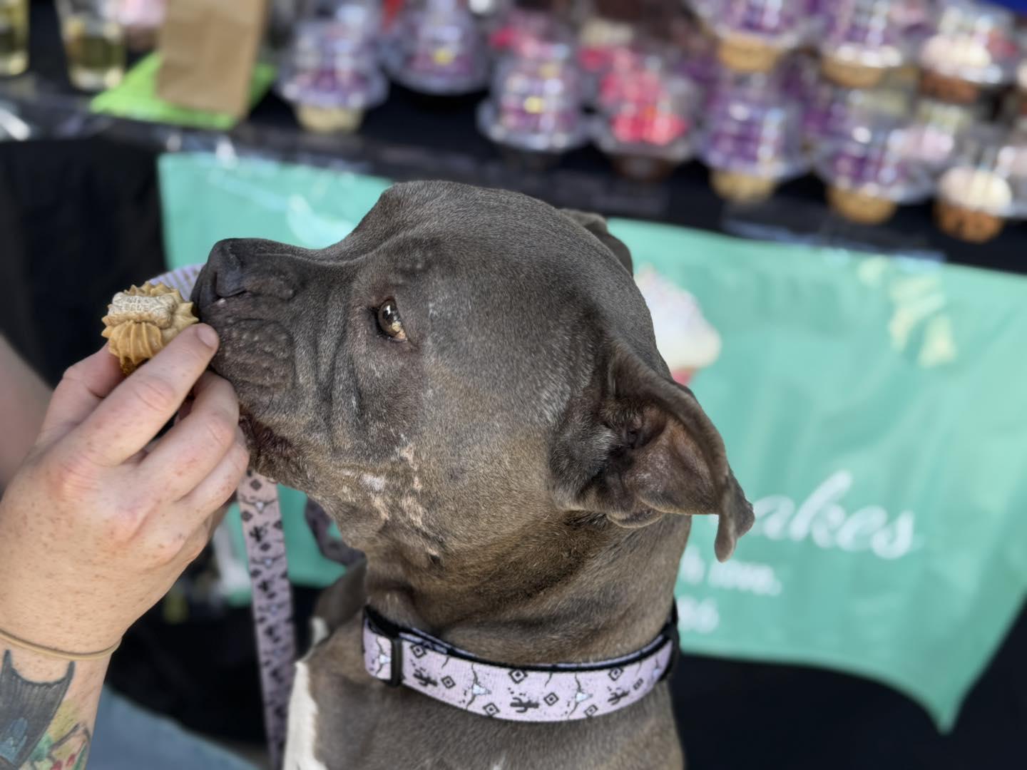 Enlarge Reba, a Adopted mixed breed in Vacaville, CA image 3/3