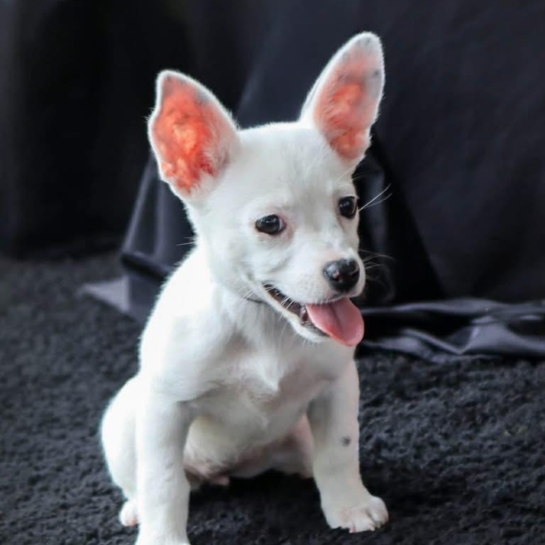 Cinderella, adopted, Puppy Female Chihuahua.