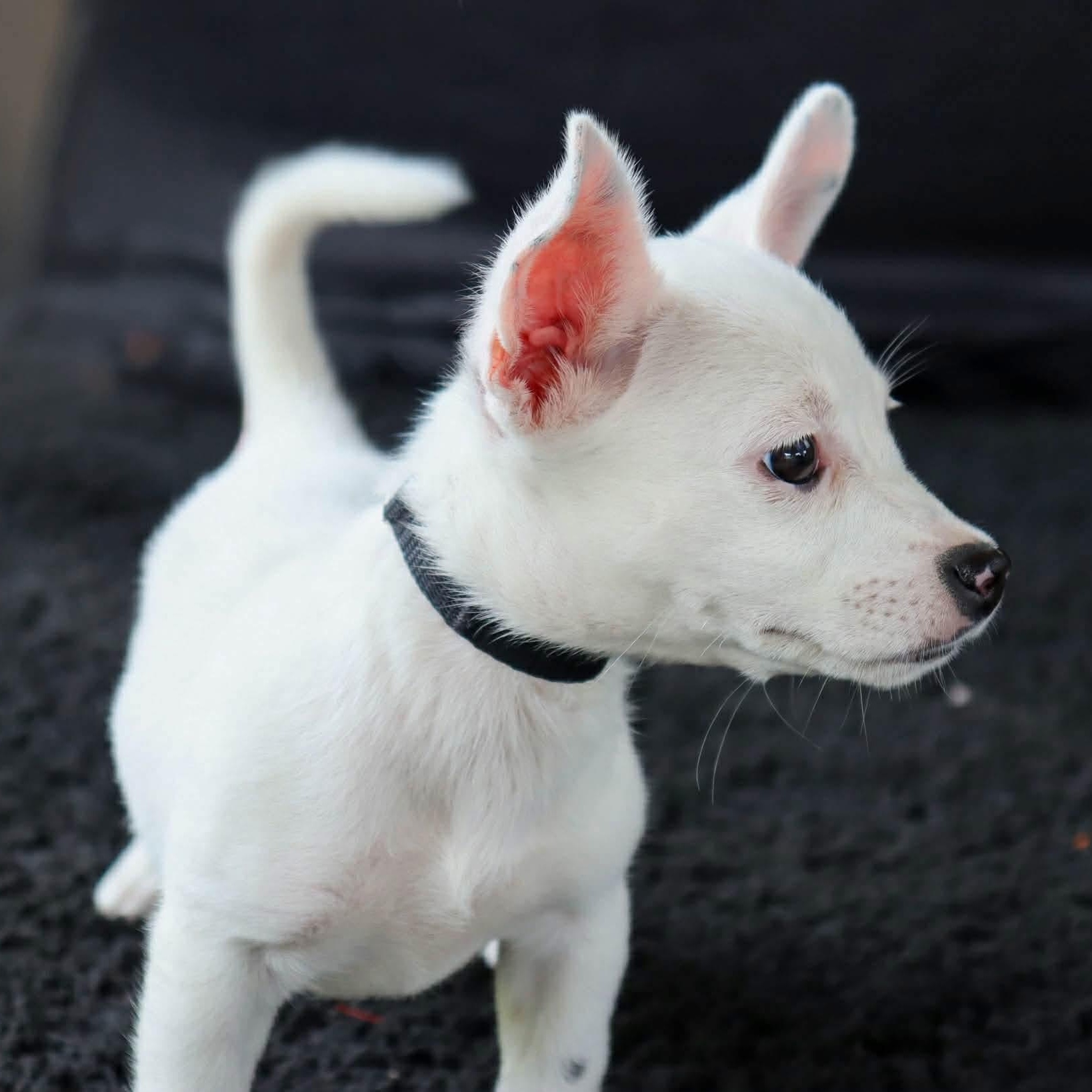 Cinderella, an adopted mixed breed in Elkton, MD image 3/4