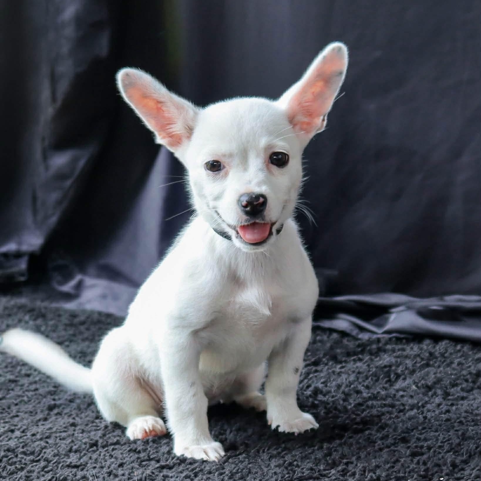 Cinderella, an adopted mixed breed in Elkton, MD image 2/4