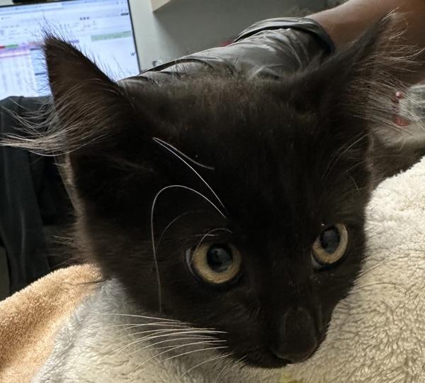 Soup, Adoptable, Kitten Female Domestic Short Hair.
