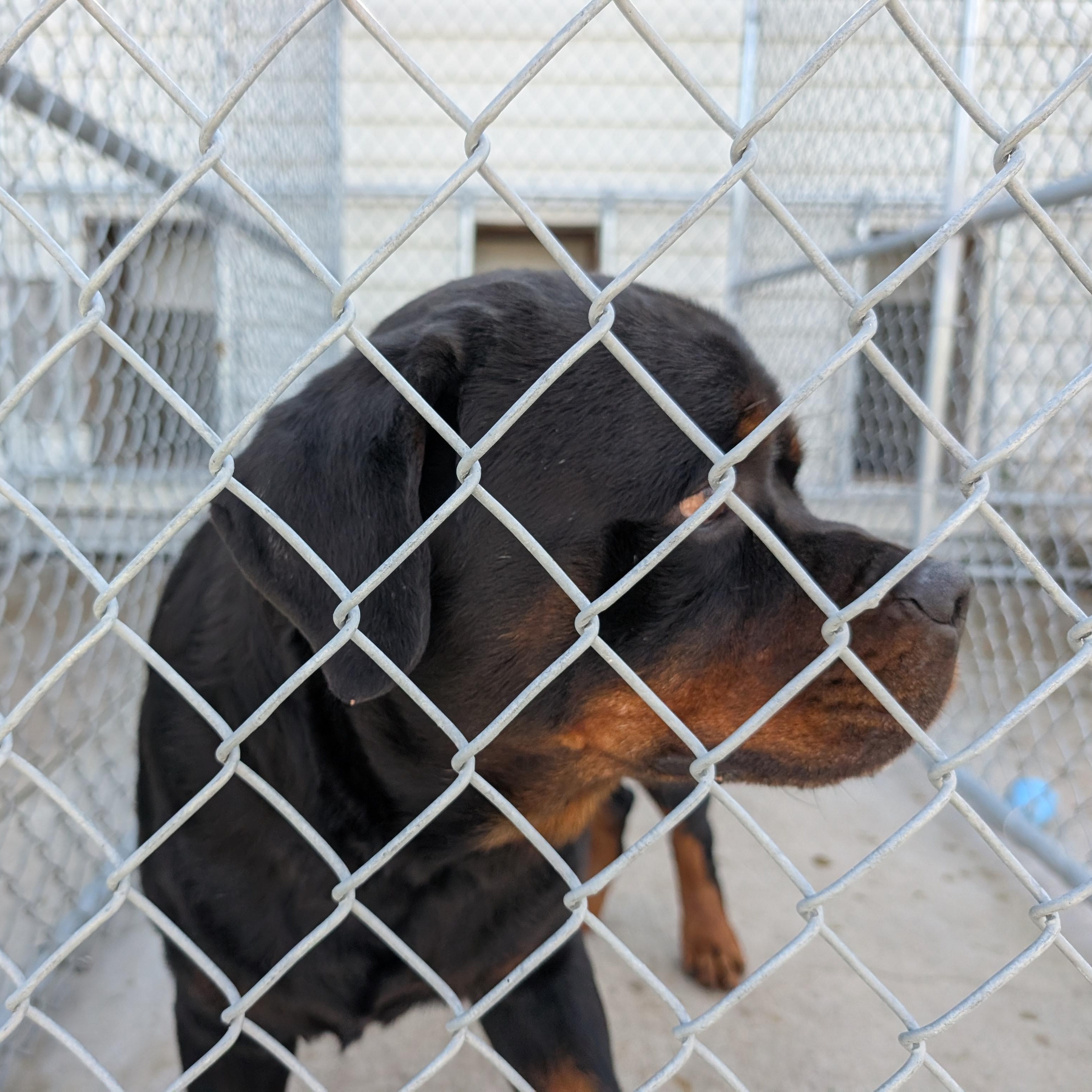 192437 LOOKING FOR OWNER MEDICAL HOLD, Adoptable, Adult Male Rottweiler.