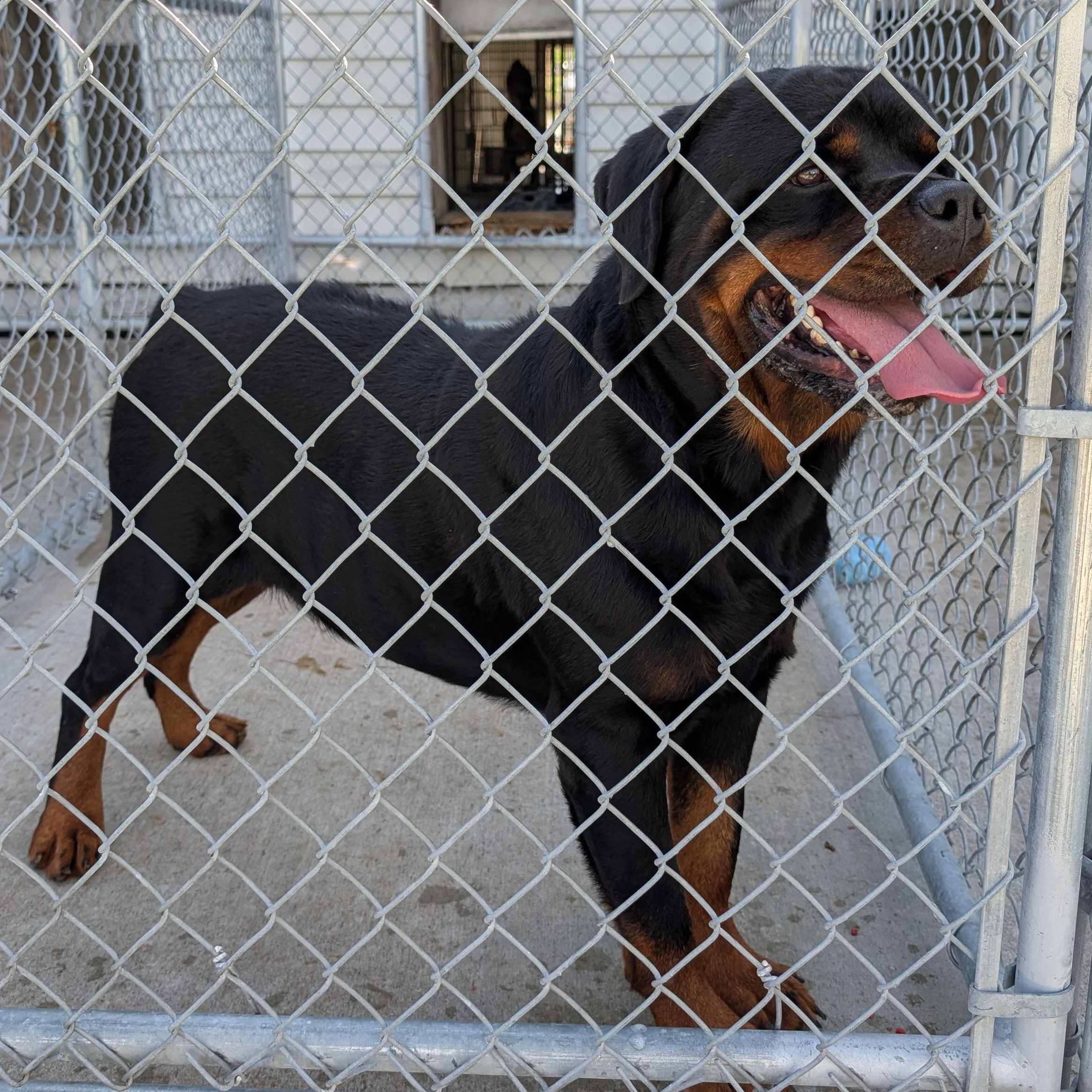 Enlarge 192437 LOOKING FOR OWNER MEDICAL HOLD, a Adoptable Rottweiler in Ravenna, OH image 2/2
