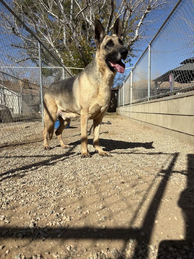 Enlarge Oliver, a Adoptable German Shepherd Dog in Wildomar, CA image 1/2