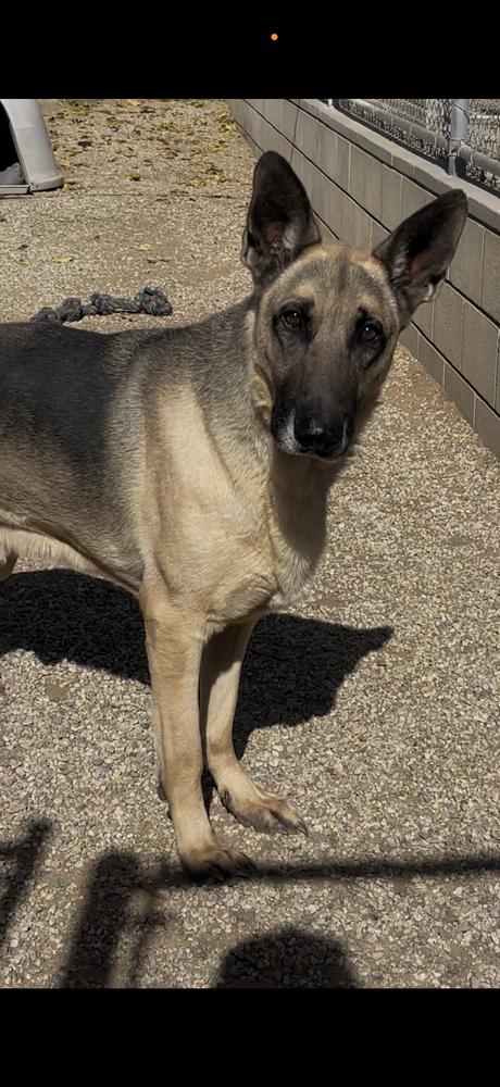 Enlarge Oliver, a Adoptable German Shepherd Dog in Wildomar, CA image 2/2