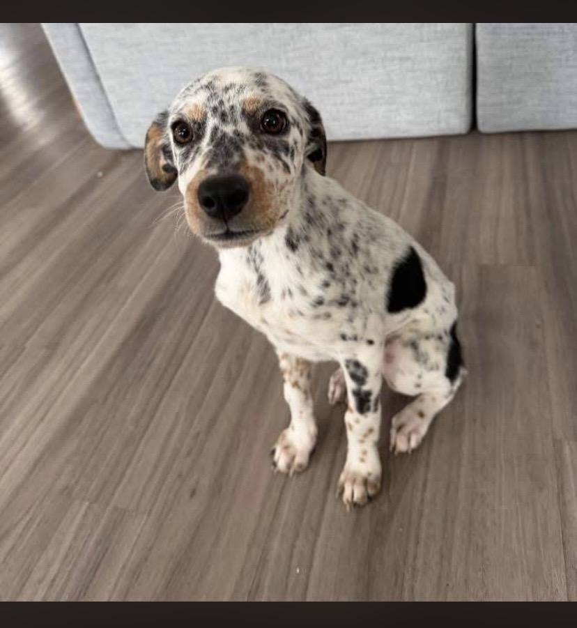 Layla, adopted, Puppy Female Australian Cattle Dog / Blue Heeler & Beagle.