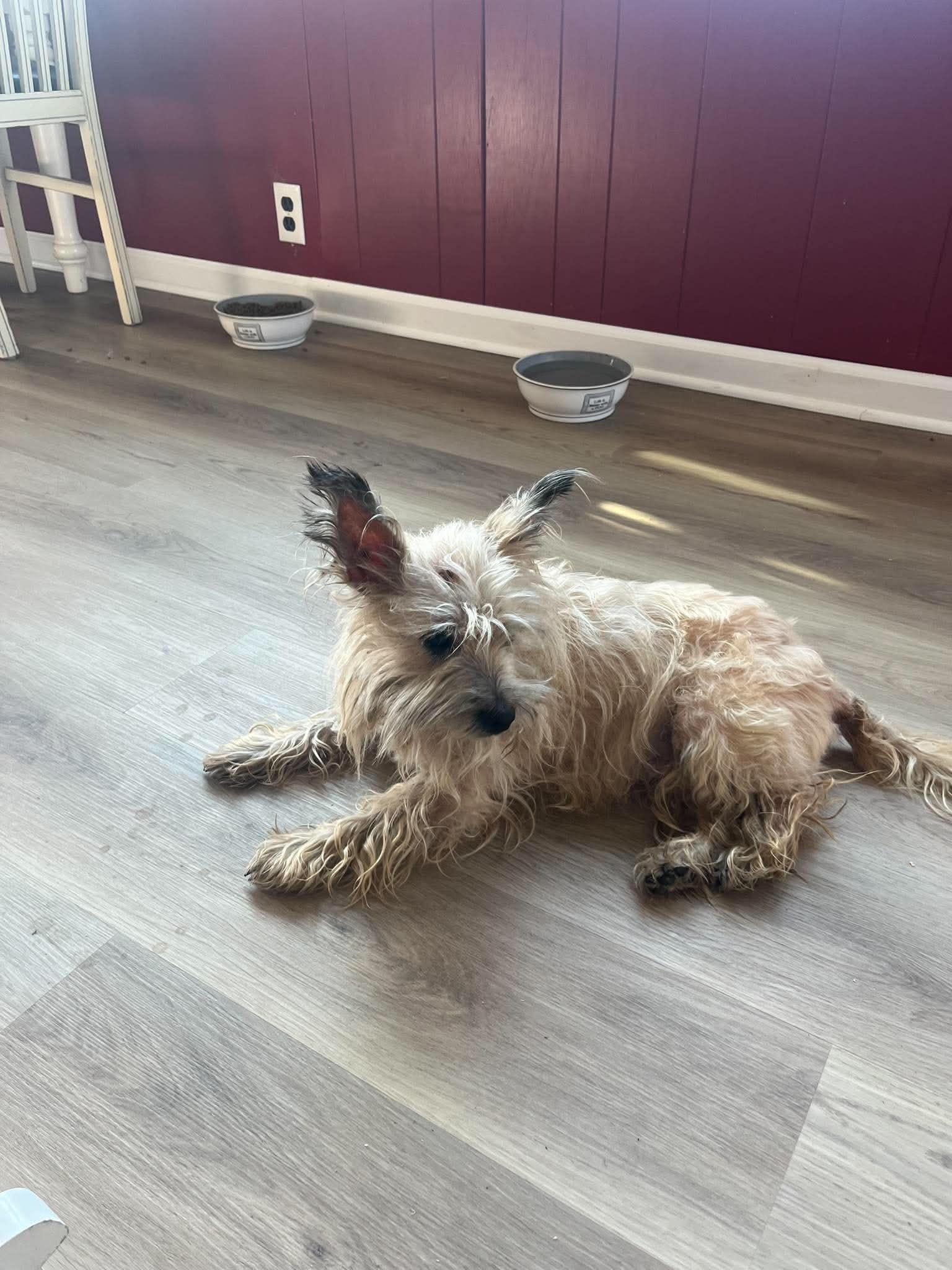 Sandy, Adopted, Young Female Cairn Terrier.