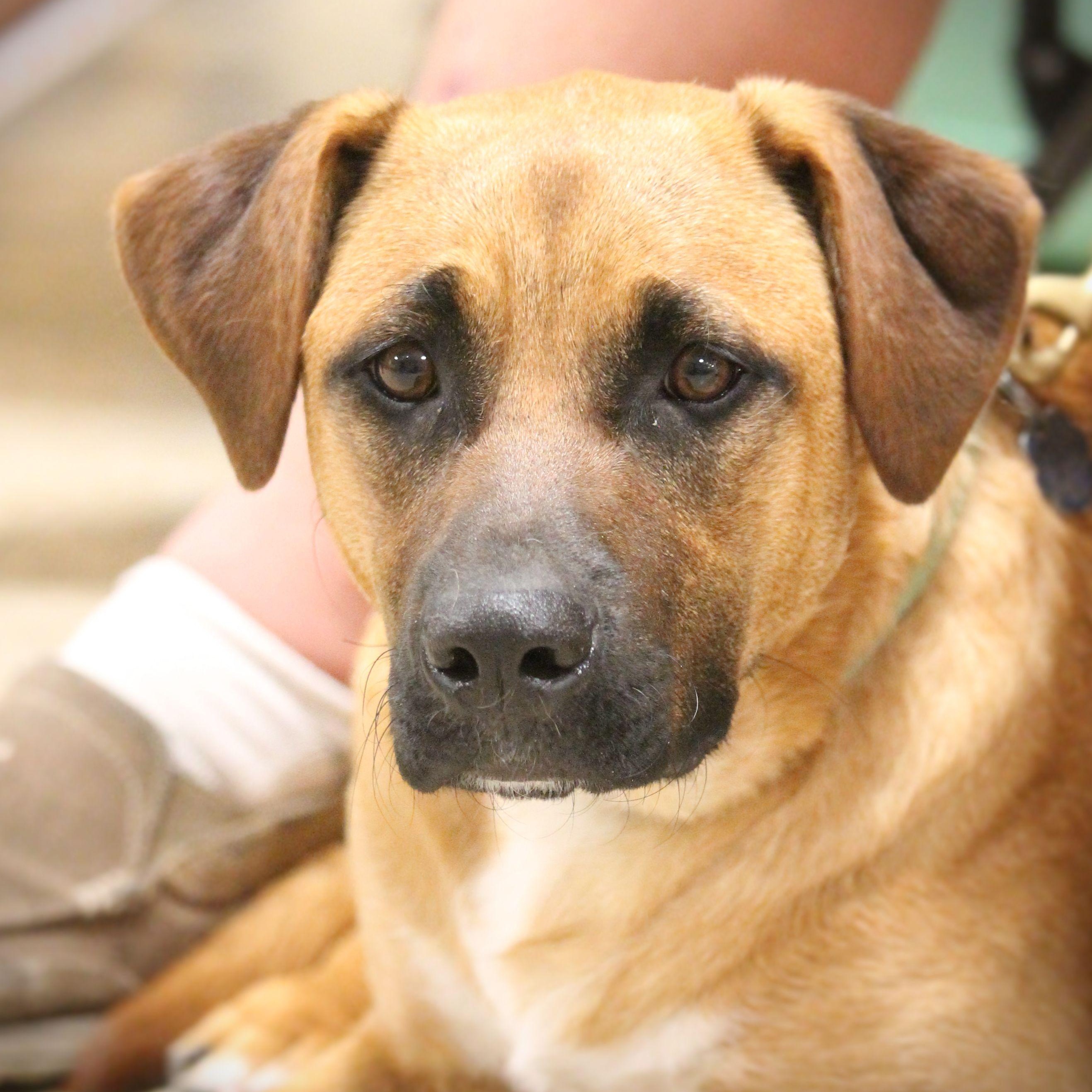 Chloe, a Adoptable mixed breed in Yukon, OK image 1/6