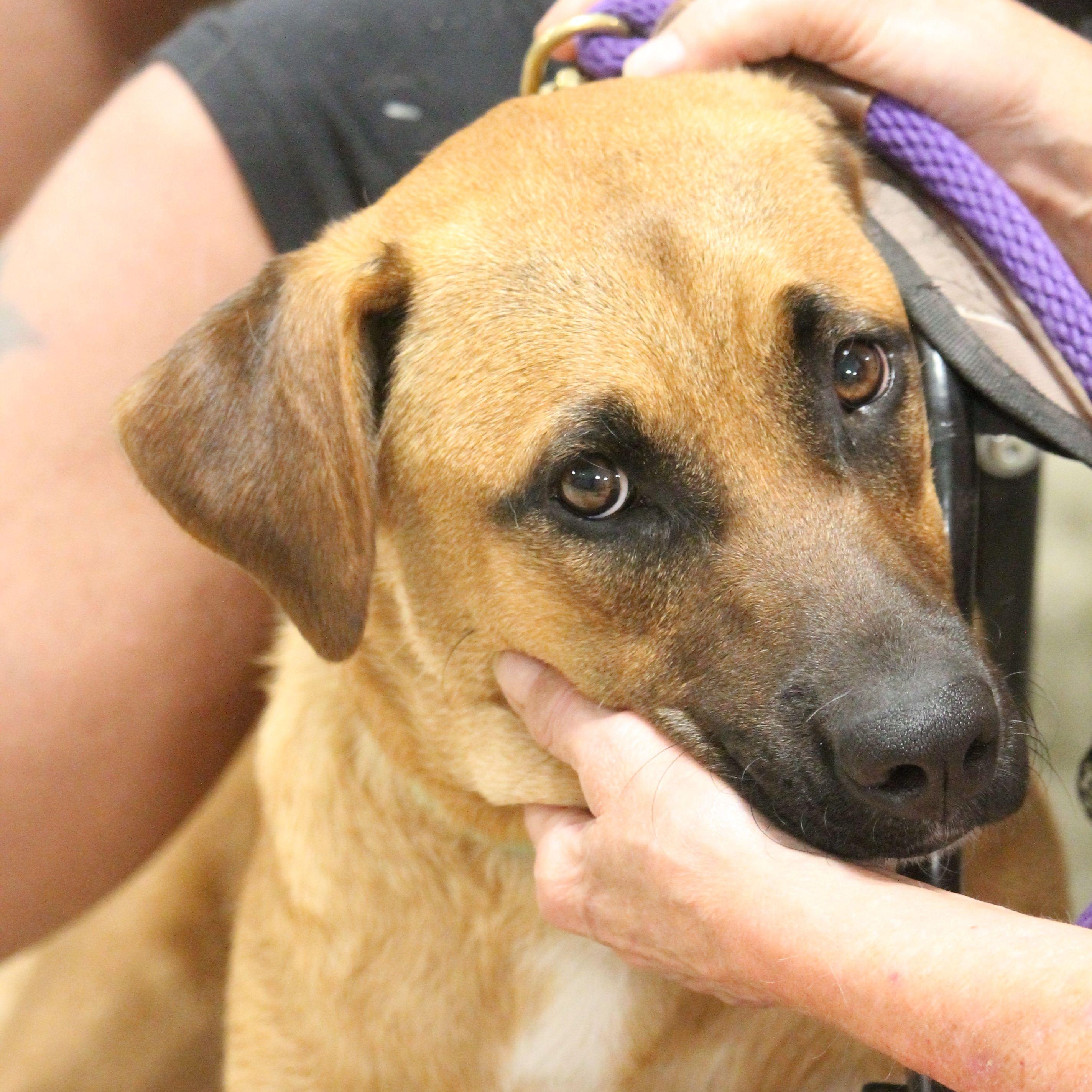 Chloe, a Adoptable mixed breed in Yukon, OK image 4/6