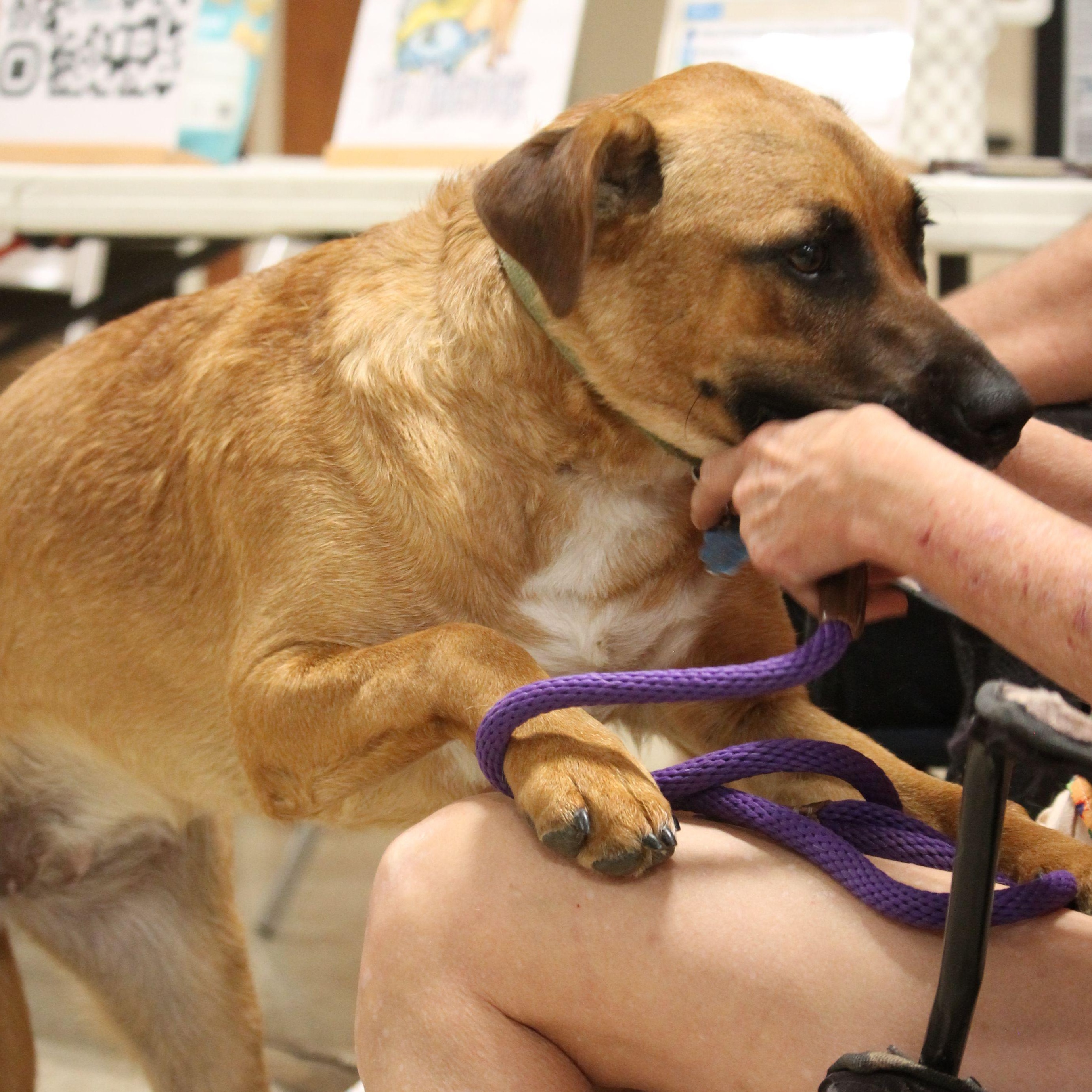 Chloe, a Adoptable mixed breed in Yukon, OK image 5/6