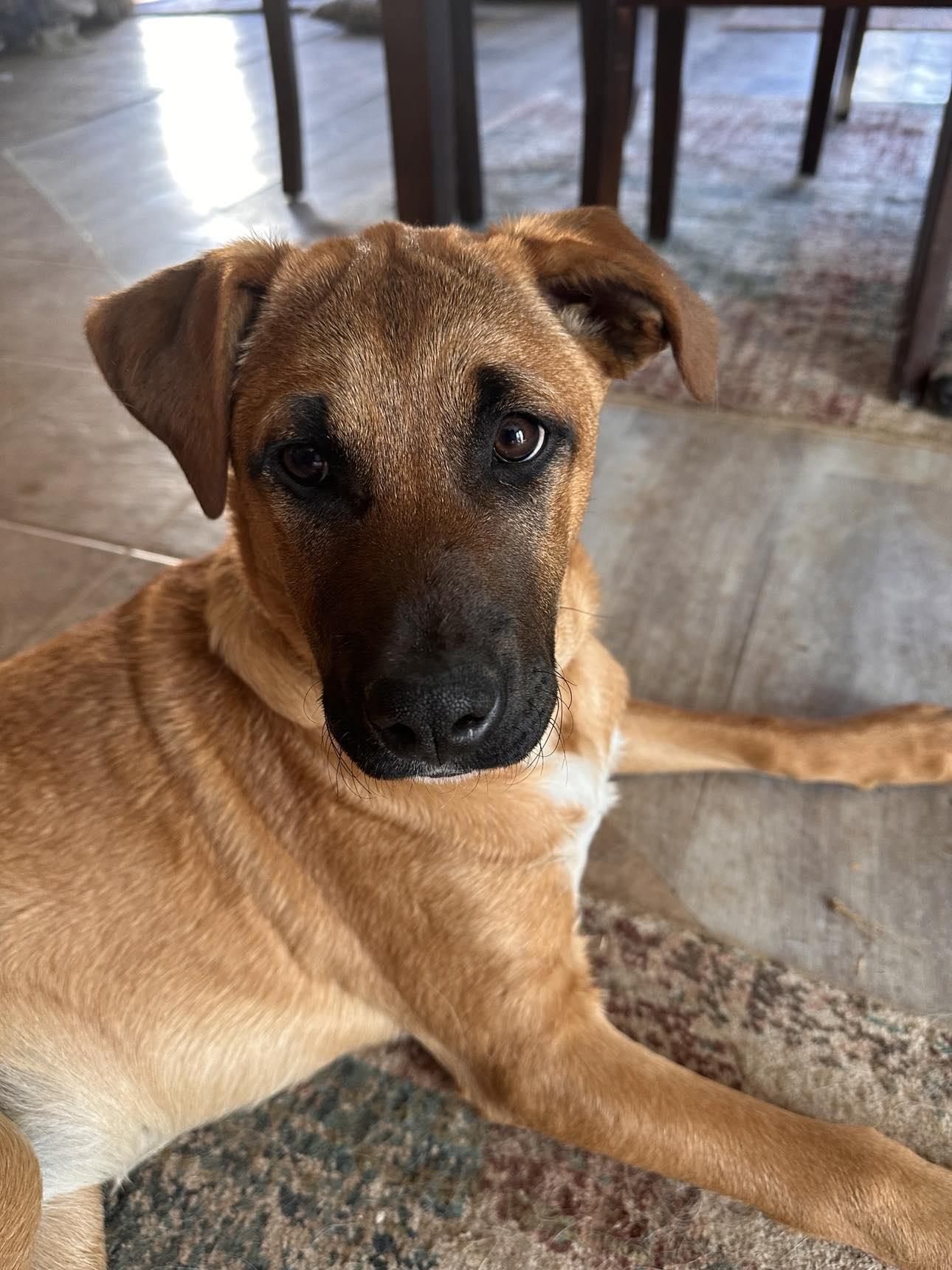 Chloe, a Adoptable mixed breed in Yukon, OK image 6/6