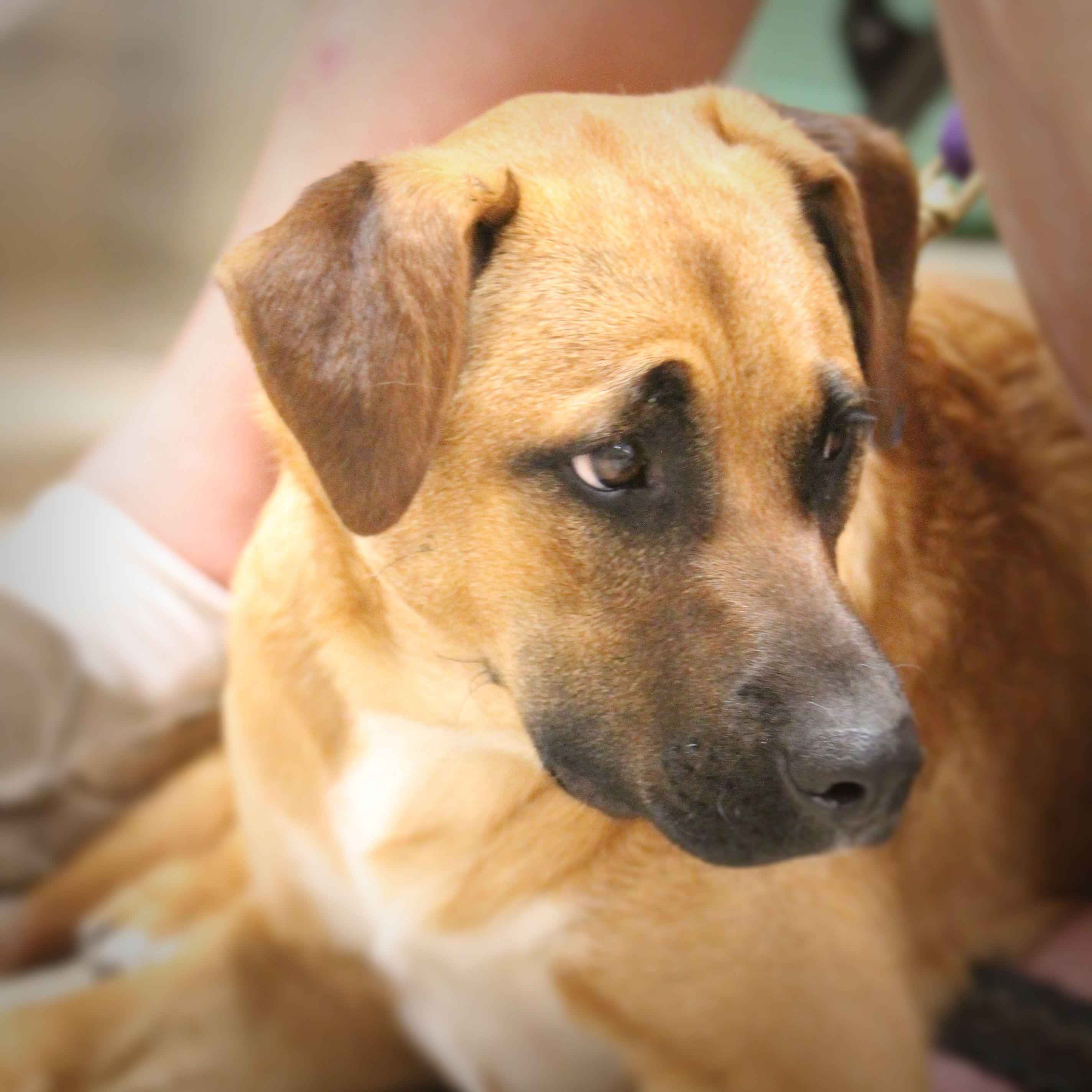 Chloe, a Adoptable mixed breed in Yukon, OK image 3/6