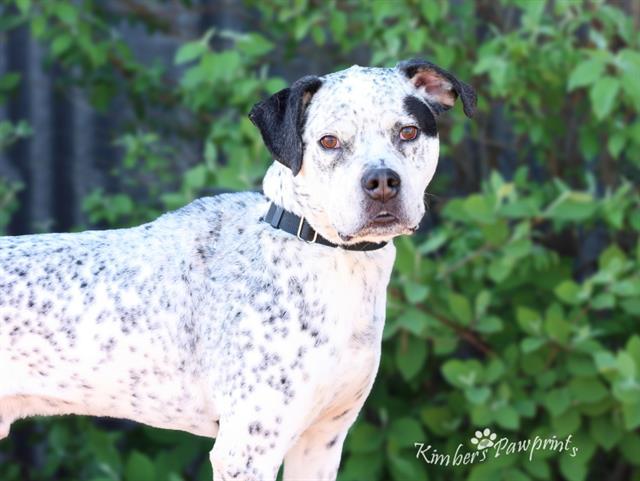 OAKIE, Adoptable, Adult Male Australian Cattle Dog / Blue Heeler & American Bulldog.