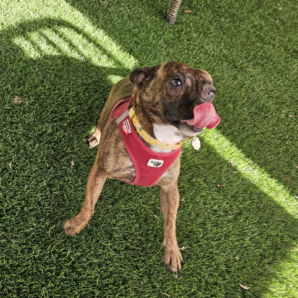 Enlarge Jasmine, a Adoptable Mixed Breed in Sonoma, CA image 1/6