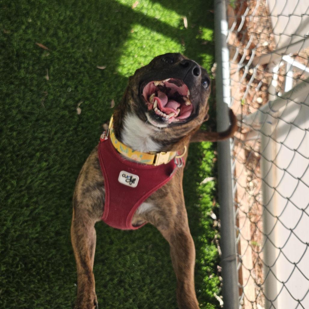 Enlarge Jasmine, a Adoptable Mixed Breed in Sonoma, CA image 2/6