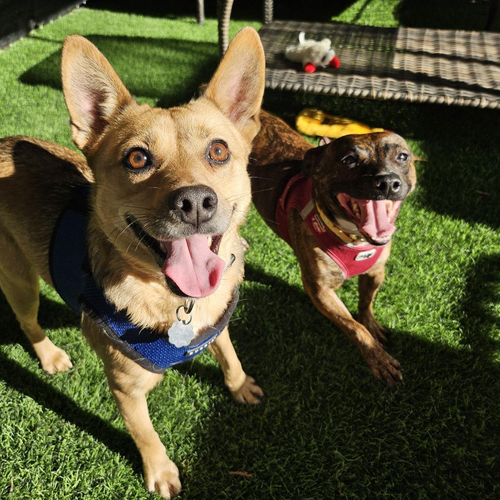 Enlarge Jasmine, a Adoptable Mixed Breed in Sonoma, CA image 3/6