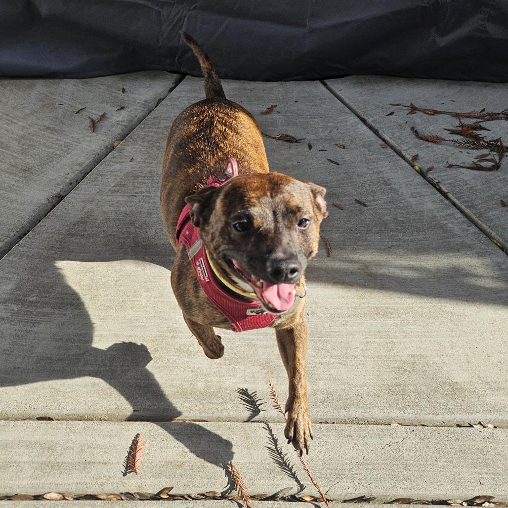 Enlarge Jasmine, a Adoptable Mixed Breed in Sonoma, CA image 4/6