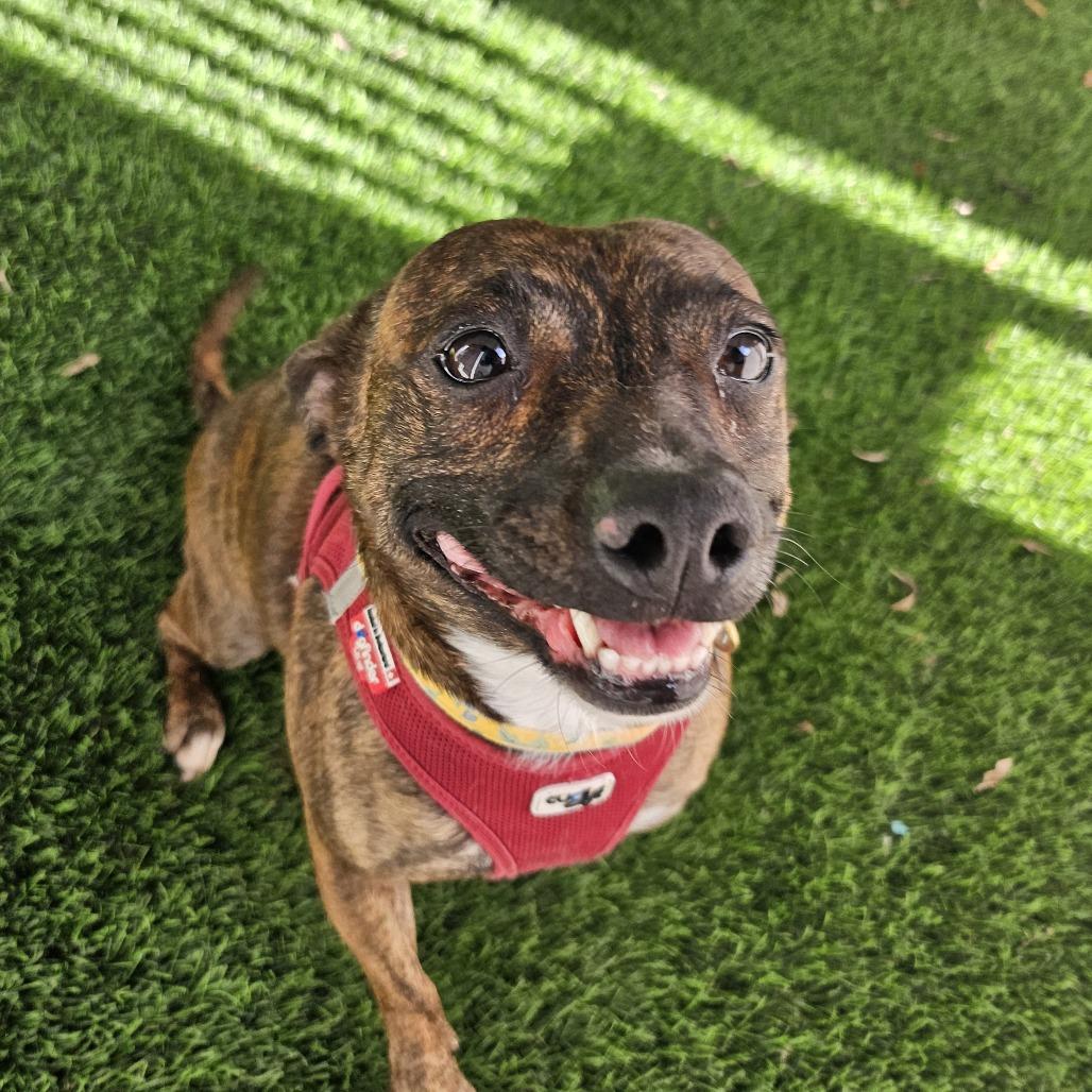 Enlarge Jasmine, a Adoptable Mixed Breed in Sonoma, CA image 5/6