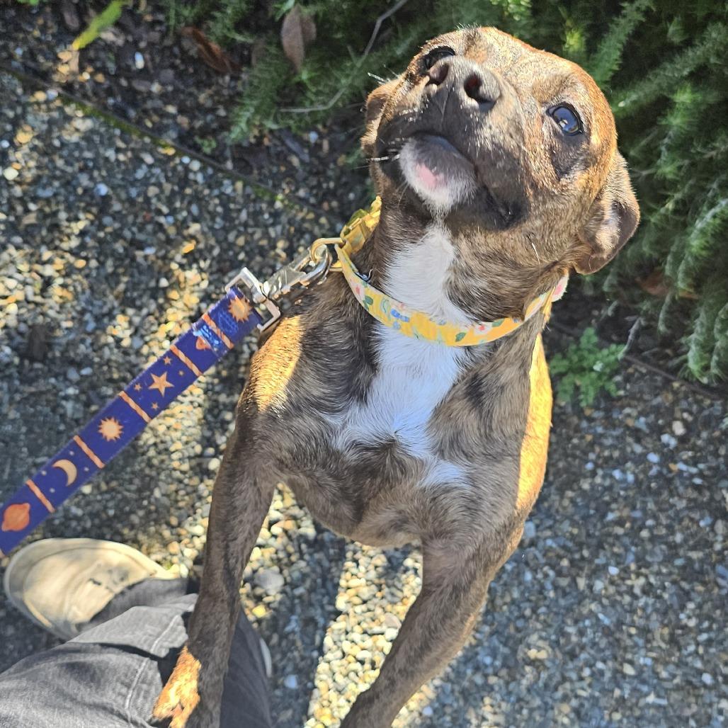 Enlarge Jasmine, a Adoptable Mixed Breed in Sonoma, CA image 6/6