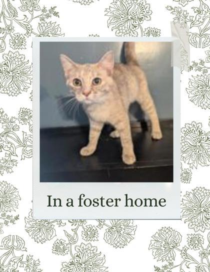 Agatha, Adoptable, Young Female Domestic Short Hair & Domestic Short Hair.