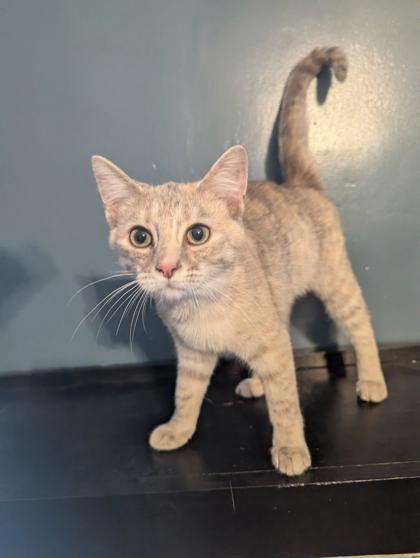 Agatha, a Adoptable Domestic Short Hair in Columbus, IN image 2/2